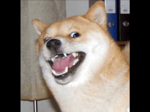 Is a Dogecoin breakthrough imminent? Dogecoin price breaks through $0.1 just around the corner