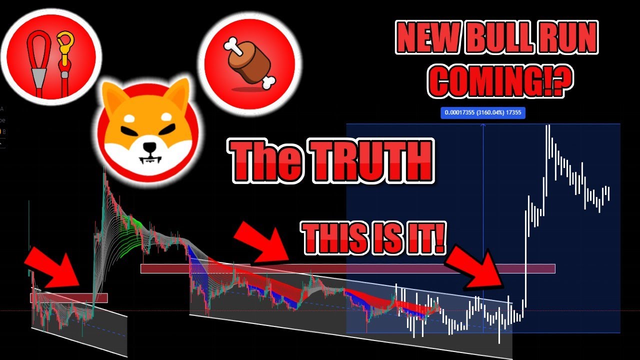 柴犬 30X BULLRUN 將於 2024 年推出！？關於 SHIB、BONE 和 LEASH 的真相 大規模牛跑即將來臨！