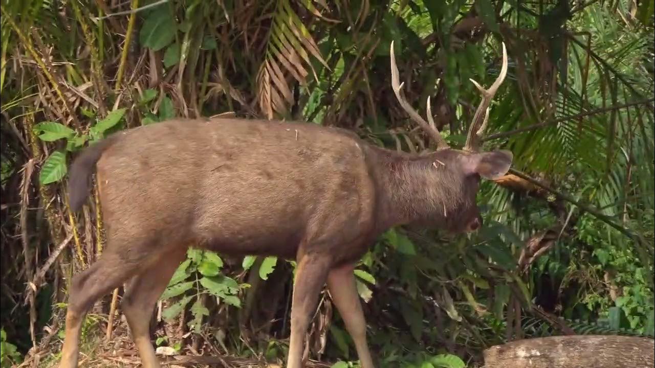 Unknown secrets of Sundarbans | #cute #cat #dog #dogs #youtubeshor #shorts #shortsfeed #dogecoin #youtube