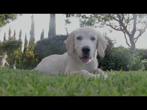 White Dog #whitedog #whitedoglover #whitedogs #doglovers #dog #dogecoin #dogecoin #dogshorts #birds