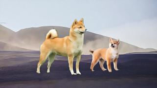 Le taux de combustion des pièces Shiba Inu augmente, le marché est excité