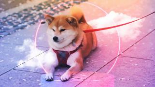 Shiba Inu bereitet sich auf einen deutlichen Preisanstieg vor