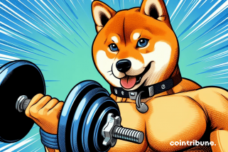 Crypto Shiba Inu : Superbe rebond après une semaine tumultueuse