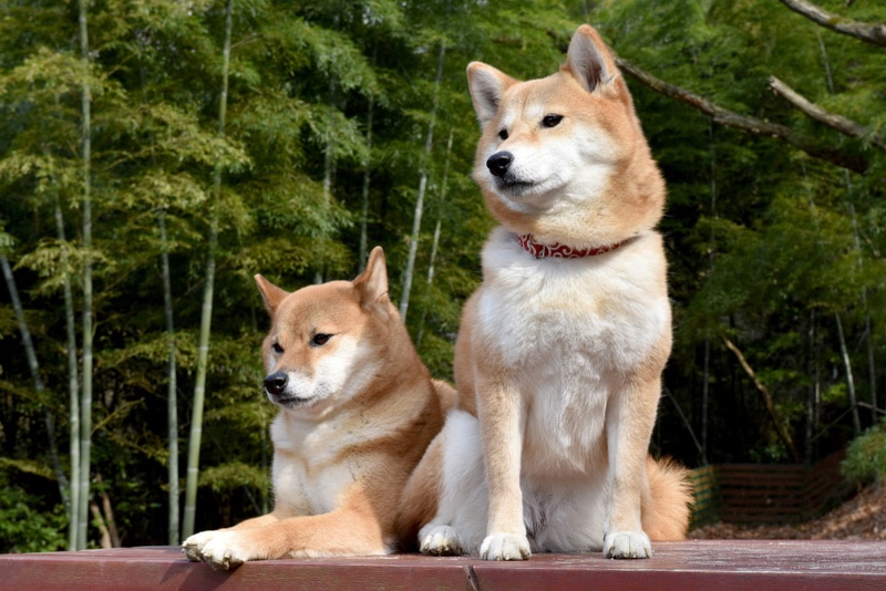 Kabosu, le Shiba Inu derrière Dogecoin et les mèmes de chien, meurt paisiblement