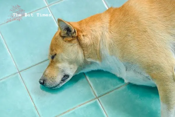 隨著柴犬卡博甦的過世，狗狗幣（DOGE）價格下跌