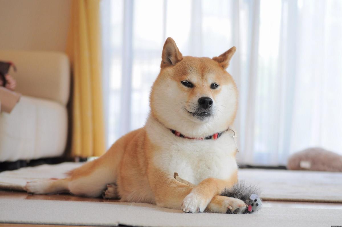 Shiba Inu 팀은 Shibarium 플랫폼을 표적으로 삼는 사기 활동이 증가하고 있다고 커뮤니티에 경고했습니다.