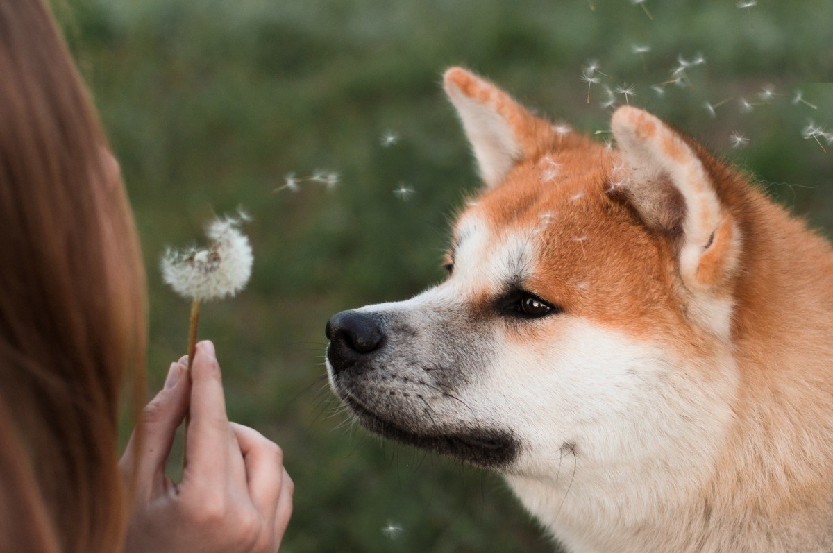 顯微鏡下的狗狗幣—歷史數據點反彈