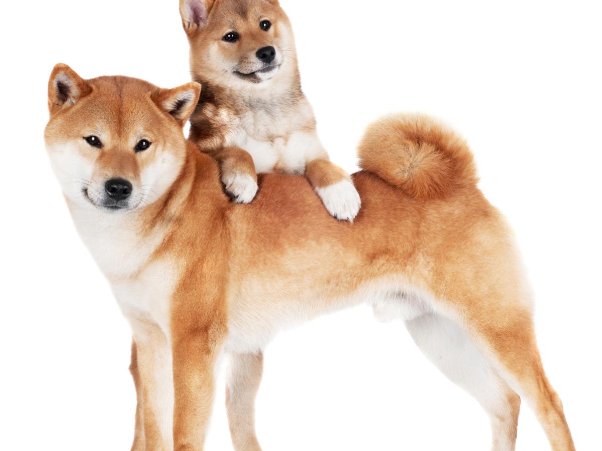 Shiba Inu (SHIB) und Dogecoin (DOGE) gehören jetzt großen VR-Gaming-Plattformen