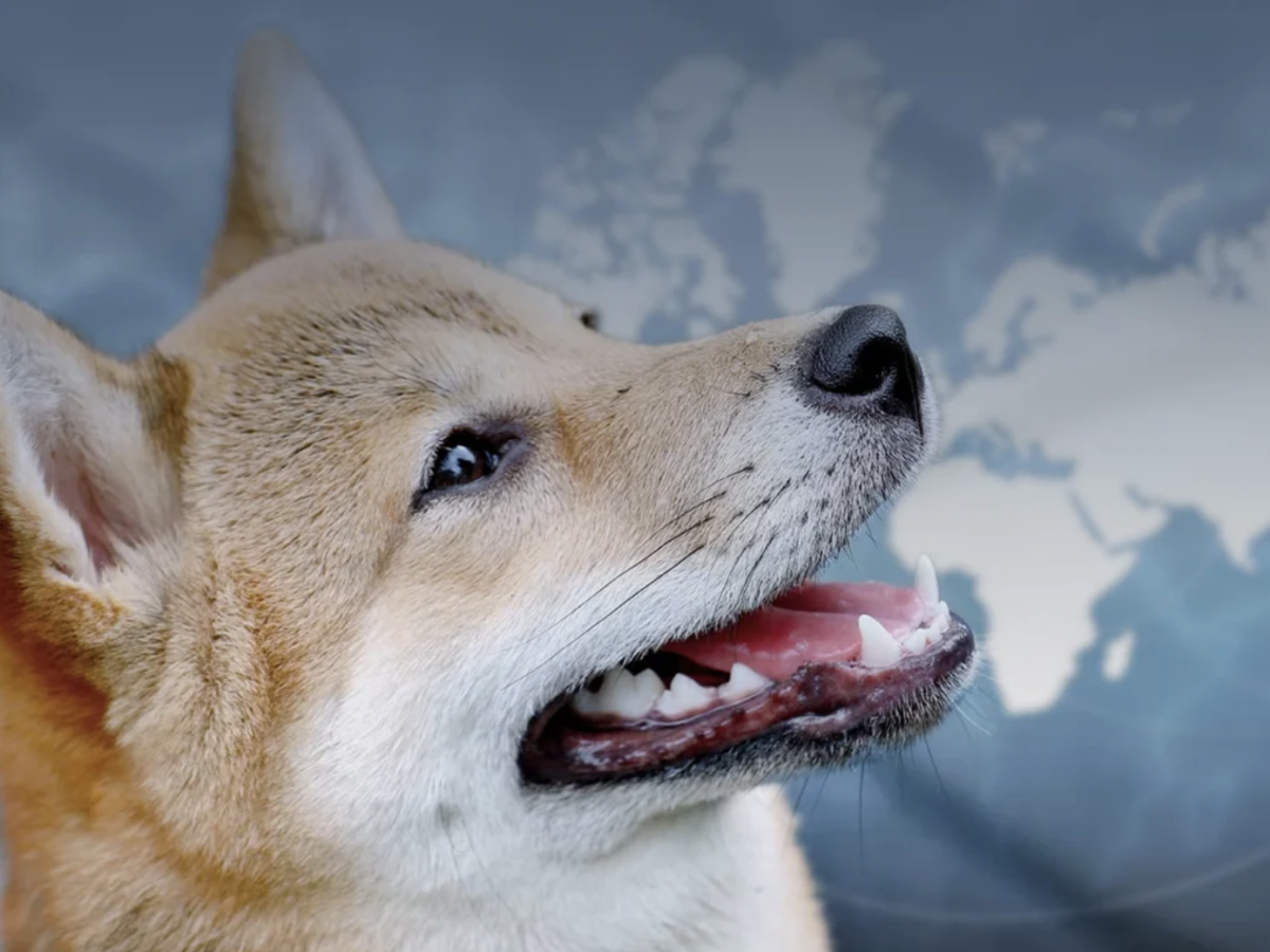 Der wichtigste Tag für Shiba Inu (SHIB)-Besitzer ist gekommen