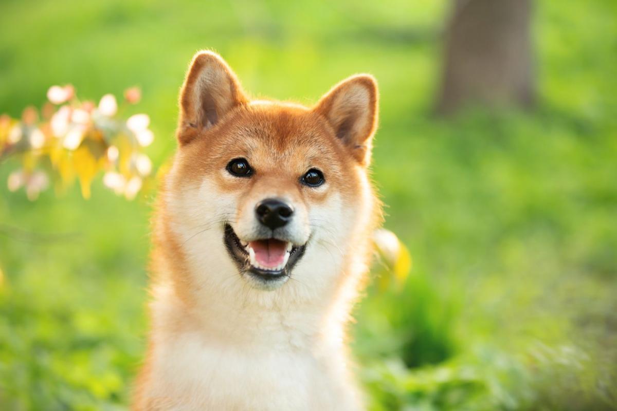 La tasa de quema de Shiba Inu aumenta un 700%, lo que provoca que se retiren de circulación 15 millones de tokens SHIB