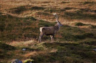 Deadstag 가격 예측: 거래자들이 기본 거래소보다 3,700만 달러를 모금한 이 인기 있는 ICO에 관심을 돌리면서 DSTAG 가격이 43% 급등했습니다.