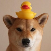 duckondog