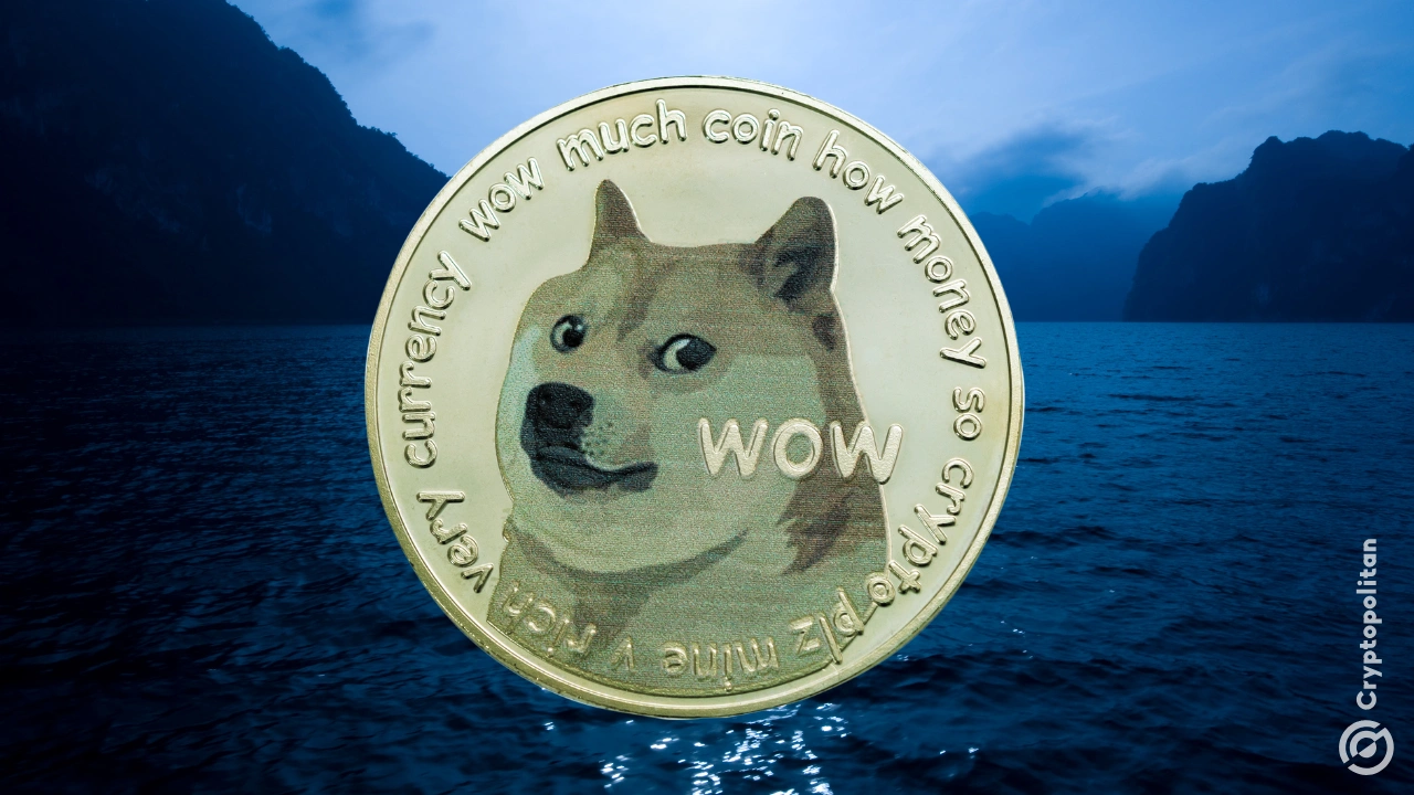 Dogecoin鲸鱼消失，交易下降了88％